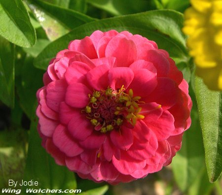 Zinnia