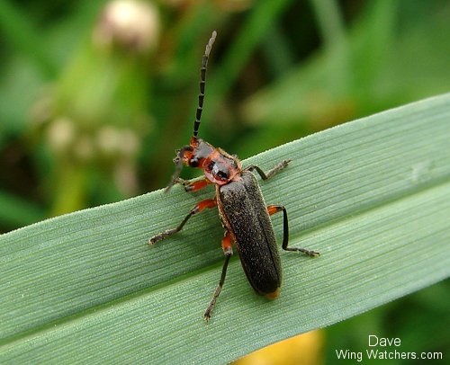 Two-lined Leatherwing by Dave Pelletier