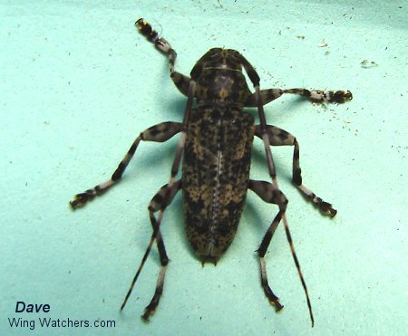 Long-horned Beetle by Dave Pelletier