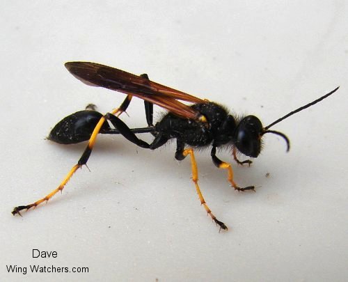 Black and yellow Mud Dauber by Dave Pelletier