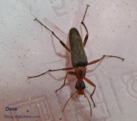 False Long-horned Beetle by Dave Pelletier