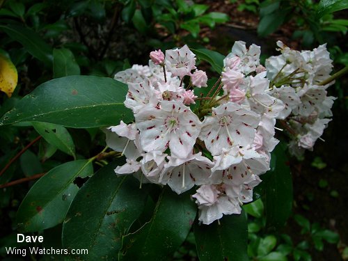 Mountain Laurel by Dave Pelletier