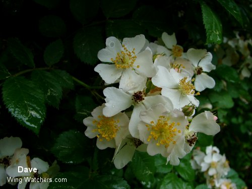 Multi-floral Rose by Dave Pelletier