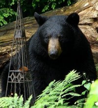 click photo for larger bear photo