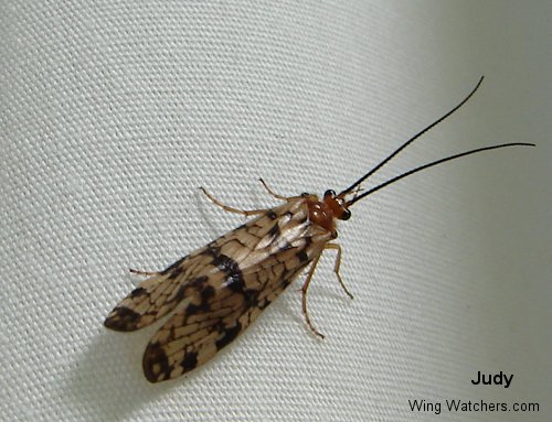 Caddisfly/Phryganeidae/Banksiola sp. by Judy Pelletier