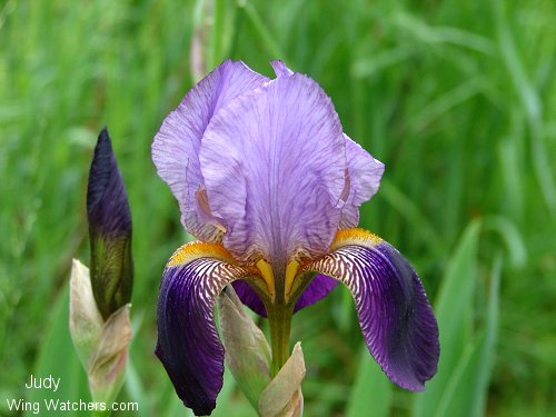 Iris by Judy Pelletier