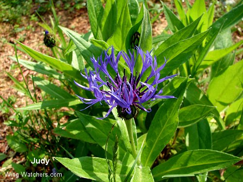 Mountain Bluet by Judy