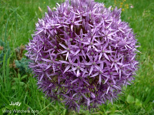 Oriental Onion by Judy Pelletier