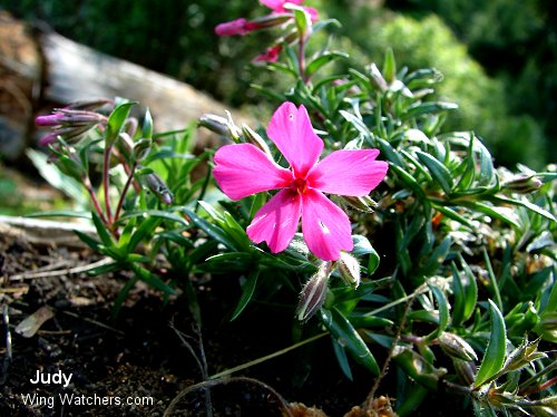 Phlox Subulata by Judy