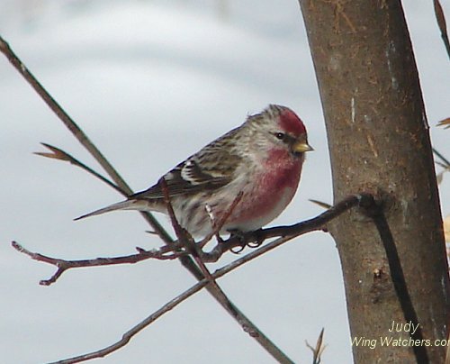 Common Redpoll by Judy Pelletier