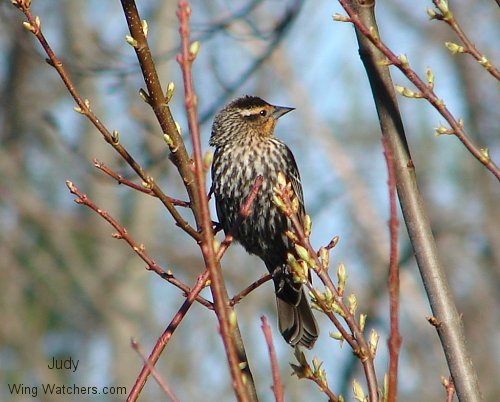 Red-winged Blackbird (F) by Judy Pelletier