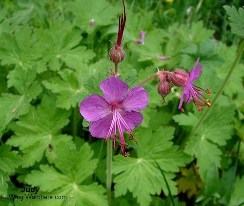 Unknown species? by Judy Pelletier