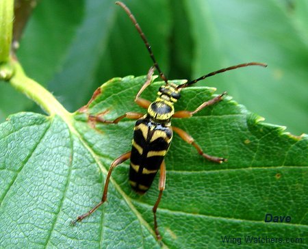 Flower Long-horn Beetle by Dave Pelletier