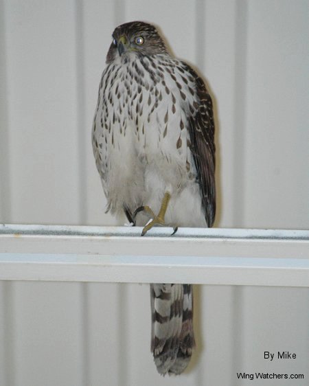 Cooper's Hawk (imm.) stuck in store by Mike