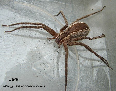 Nursery-web Spider by Dave Pelletier