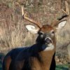 Photo of White-tailed Deer, ten pointer by Judy