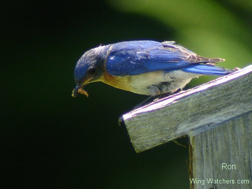 Eastern Bluebird [fem.] by Ron Pelletier