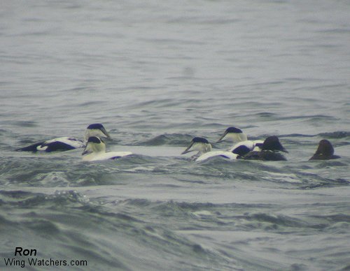 Common Eiders by Ron Pelletier