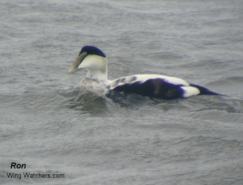 Common Eider [M] by Ron Pelletier