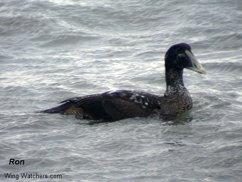 Common Eider [M - eclipsing plummage] by Ron Pelletier