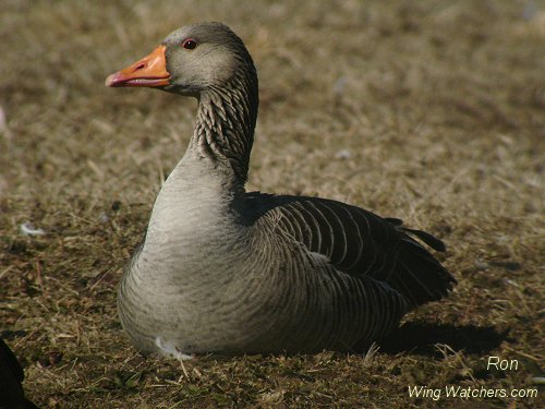 Graylag Goose waiting confirm by Ron Pelletier