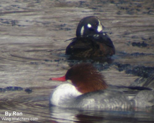 Harlequin Duck by Ron Pelletier