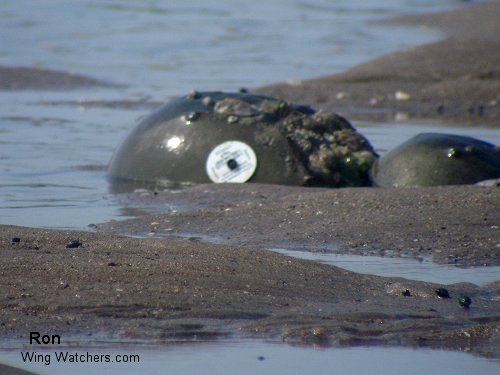 Horseshoe Crabs [w/tag] by Ron Pelletier