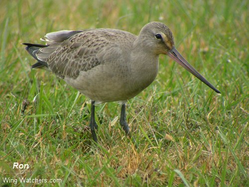 Hudsonian Godwit by Ron Pelletier