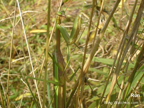 Praying Mantis by Ron Pelletier