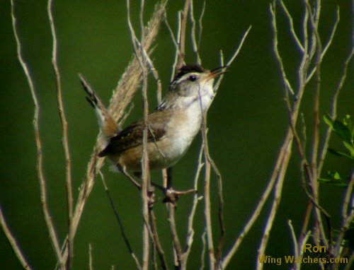 Marsh Wren by Ron Pelletier