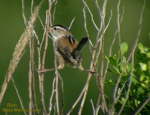 Marsh Wren by Ron Pelletier