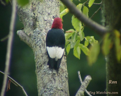 Red-headed Woodpecker[adult] by Ron Pelletier