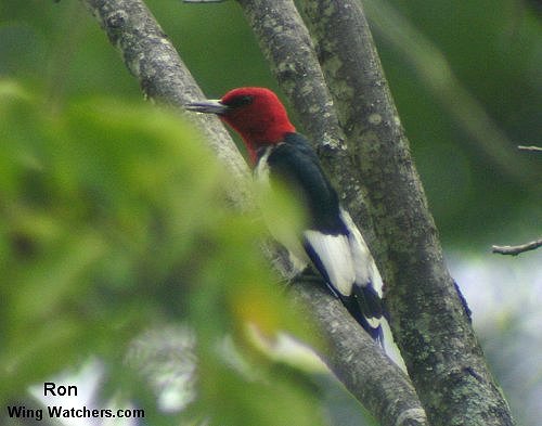 Red-headed Woodpecker [adult] by Ron Pelletier