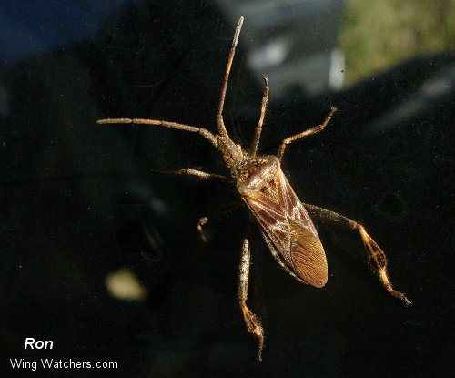 Western Conifer Seed Bug by Ron Pelletier