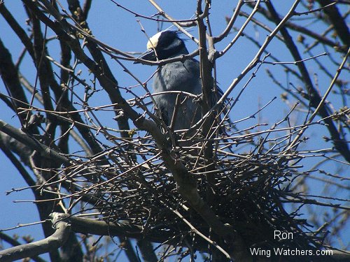 Yellow-crowned Nightheron on nest by Ron Pelletier