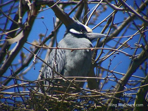 Yellow-crowned Nightheron on nest by Ron Pelletier