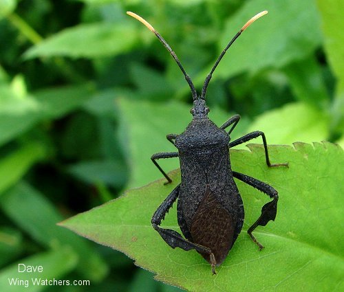 Eastern Leaf-footed Bug by Dave Pelletier