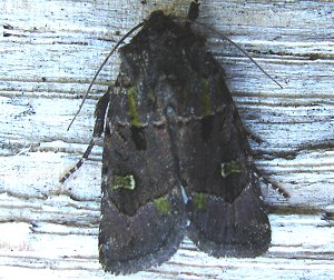 Bristly Cutworm Moth