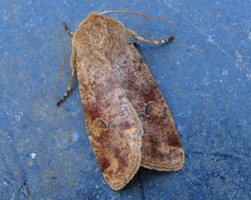 Ruby Quaker Moth