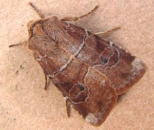 Norman's Quaker Moth