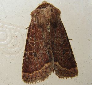 Ruddy Quaker Moth