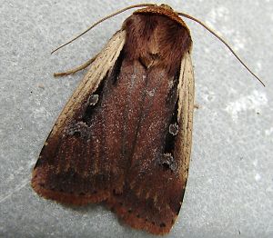 Flame-shouldered Dart Moth