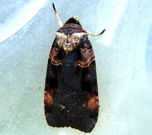 Pink-spotted Dart Moth