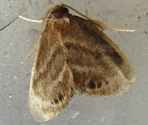 Elegant-tailed Slug Moth