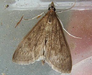 Dogbane Saucrobotys Moth