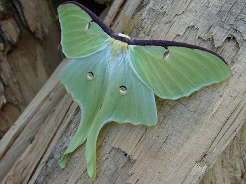 Luna Moth