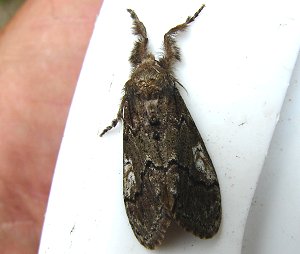 Manto Tussock Moth