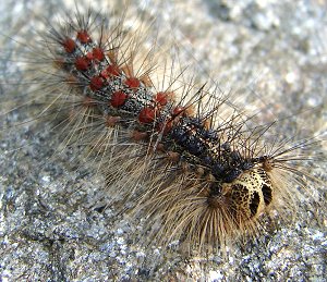 Gypsy Moth larval