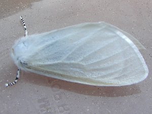 White Satin Moth