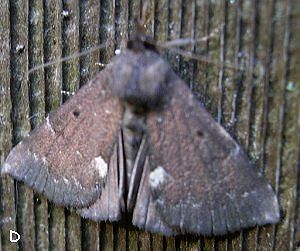 Dimorphic Bomolocha Moth